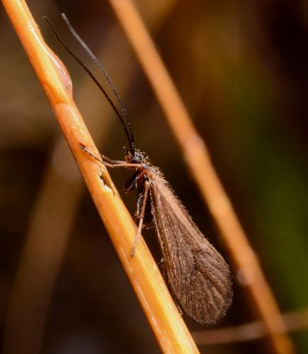 Réf. 294 769 : Enoicyla pusilla